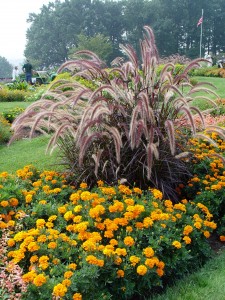 pennisetum.rubrum