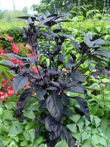 pepper.black.pearl.medium