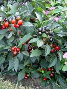 pepper.black.pearl.mixfruit