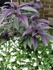 persian.shield
