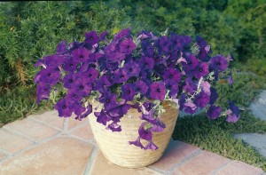 petunia.blue.wave