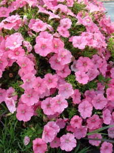 petunia.supertunia.bermuda.beach