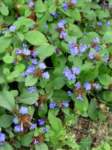 plumbago.close