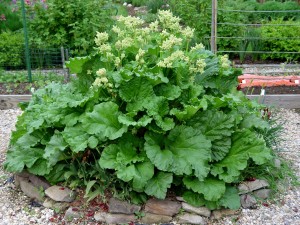 rhubarb
