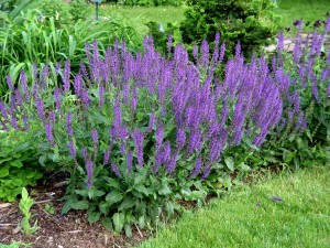 salvia.maynight