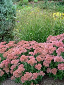 sedum.autumnjoy.rose2