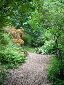 tyler.wooded.trail