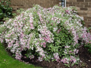 varg.weigelabloom