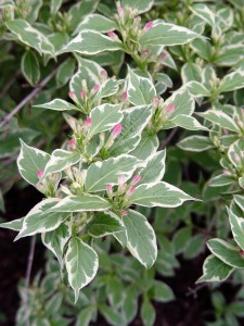 variegatedweigela