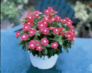 vinca.jaio.scarlet-eye