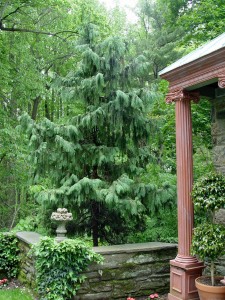 weeping.alaska.cedar