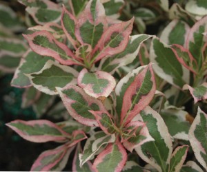 weigela.my.monet.foliage