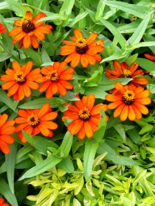 zinnia.profusion.fire