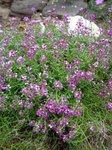 alyssum.purple