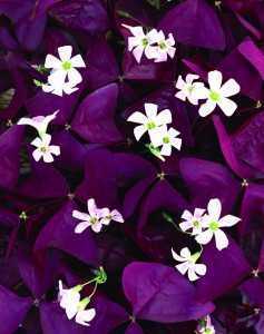 oxalis.charmed.wine