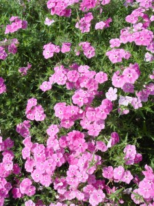 phlox.intensia.pink