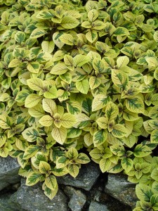 variegated.plectranthus.old.gold2