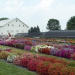 The case for annuals