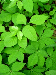 poison.ivy&virginia.creeper