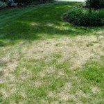 Lawn Brownouts