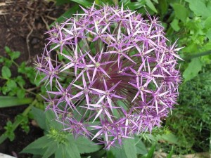 allium.christophii