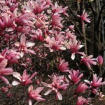 magnolia.ann1
