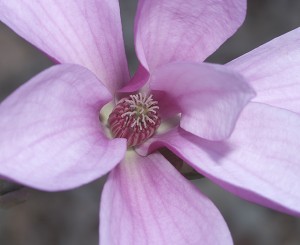 Ann Magnolia