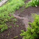 Weather Driving You Boggy?