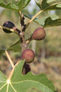 fig.brown.turkey