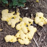 slimemold