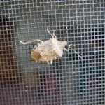 Stink Bugs on Stage