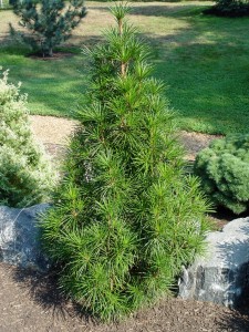 Sciadopitys verticillata