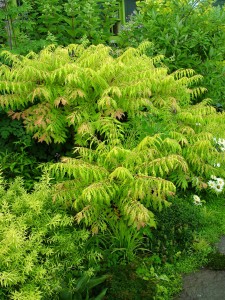 sumac.tiger.eyes.habit