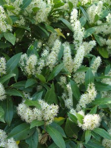 cherry.laurel.blooms
