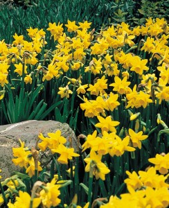 daffodil.february.gold