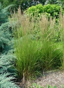 Calamagrostis acutifolia: feather reed grass 'Karl Foerster'