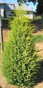 juniper.gold.cone