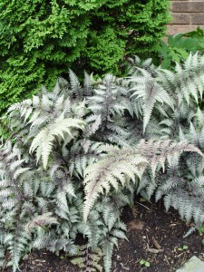 paintedfern
