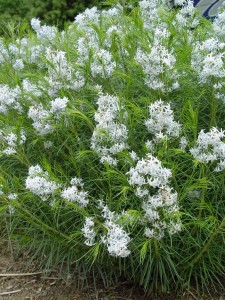 amsonia.hubrechtii.flower