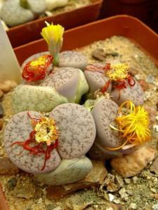 lithops.pseudotruncatella