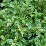 osmanthus.goshiki.medium