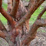 paperbark.maple.bark