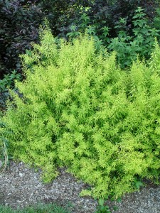 spirea.mellow.yellow.foliage6-08
