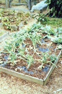 broccoli.groundhog damage
