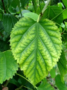 chlorotic.leaf
