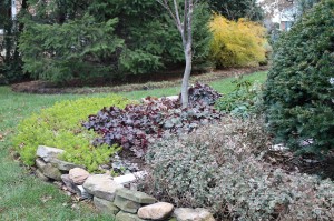 evergreen.perennials.dec2011