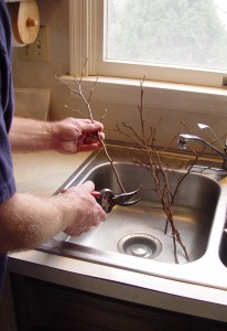 forcing.branches.water2