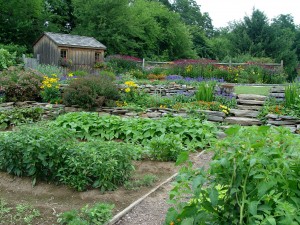 Veggie garden from below, looking up to pool shed, July 08