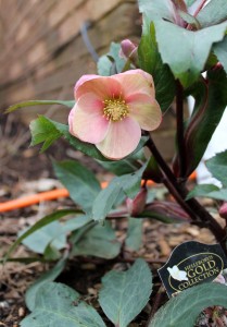 helleborus.pink.frost.jan1