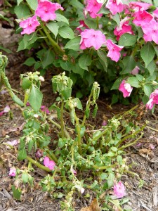 impatiens.wilted